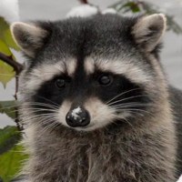 Ильяс Вацаев