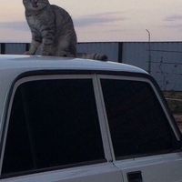 Александр Шестаков