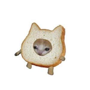 Cat in Bread