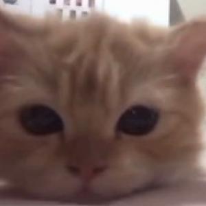 Human1