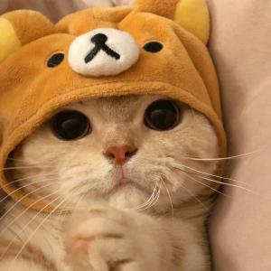 13_meow