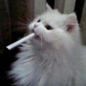 qwinkiii